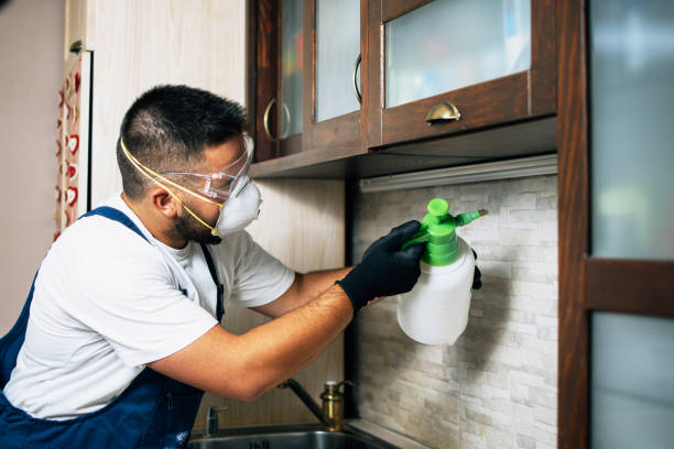 Best Flea Control Services  in Pea Ridge, FL