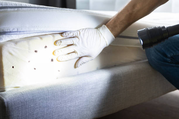 Best Residential Pest Control  in Pea Ridge, FL
