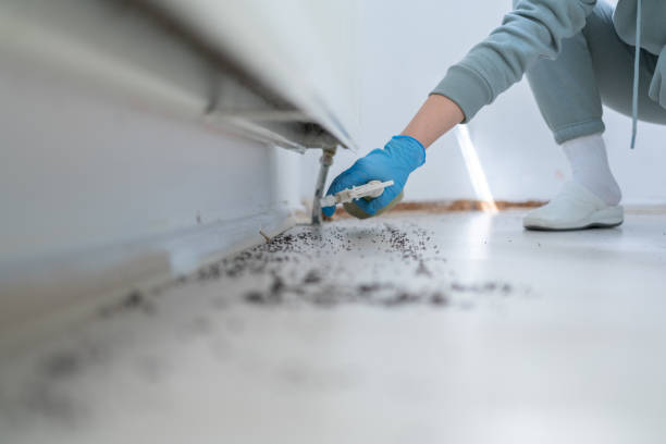 Best Local Pest Control Services  in Pea Ridge, FL
