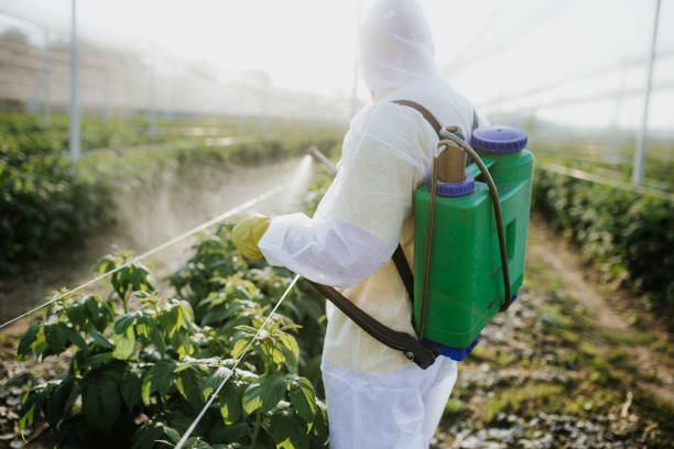 Wasp Removal Services in Pea Ridge, FL